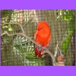 Red Lorikeet.jpg